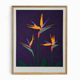 Aubergine Bird of Paradise Framed Print