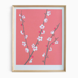 Coral Cherry Blossom Framed Print